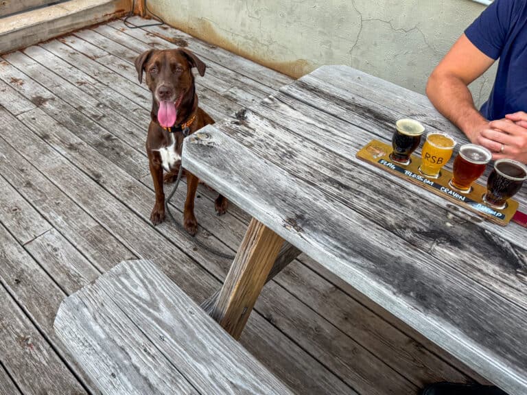 Complete Guide to Dog-Friendly Breweries in Kansas City