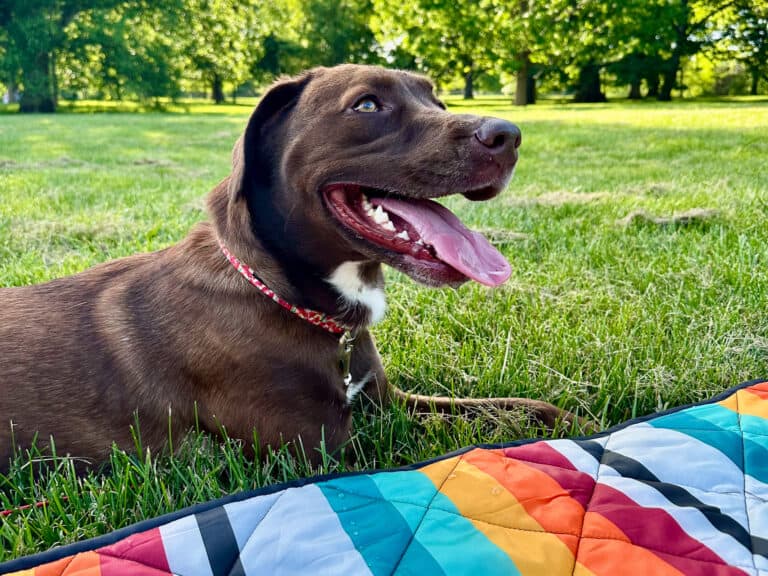 Local’s Favorite Dog-Friendly Parks in Kansas City